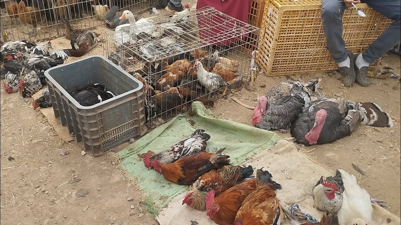 من سوق دجاج عين تاوجطات 24.7.2025 تعرفو علا تمن مل من بيبي فيومي أرانب سمان لبيض البض الوز