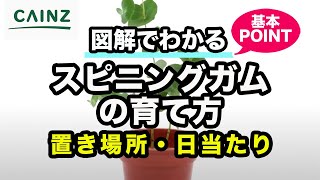 スピニングガム(別名:ツキヌキユーカリ)の育て方 カインズ植物図鑑