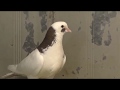 В гостях у Рахмана ,говорим о голубях линии Октая ,показываем молодёжь.    #pigeons#