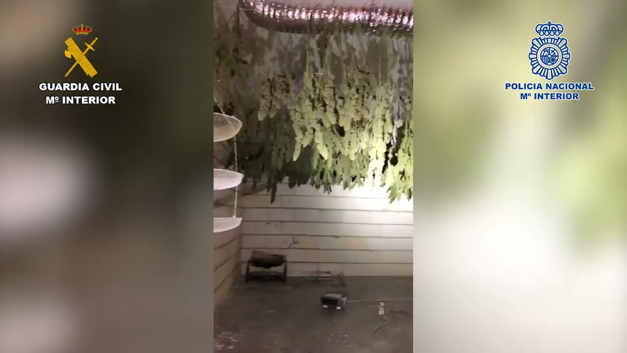 La Guardia Civil y la Policía Nacional desmantelan en Monturque una plantación de marihuana