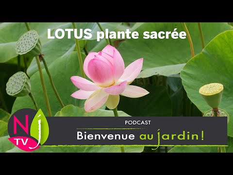 Vidéo: Informations sur les plantes de lotus : conseils sur la culture des plantes de lotus