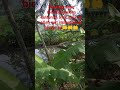 Suara Emas, KH,Muammar,ZA