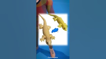 How A Lizard