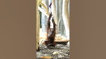 Sari the Orangutan