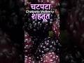Chatpata Mulberry 🍇 | Sweet Tangy Summer Snack in 30 Seconds #Shorts