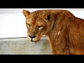 ミサさん、ありがとう！　Misa is forever!　　Lion(ライオン)　多摩動物公園