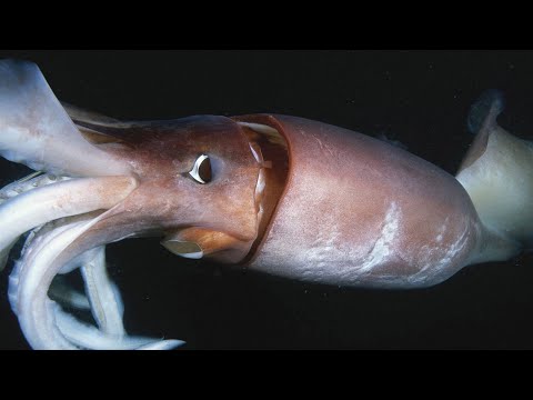 Vidéo: Calmar de Humboldt - le mystérieux géant des profondeurs marines