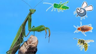 ¡MANTIS vs CUCARACHA, MOSCA, SALTAMONTES y UNA AVISPA!