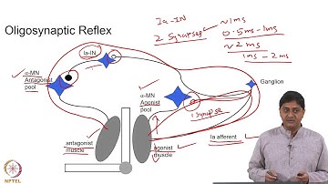Oligosynaptic and Polysynaptic Reflexes Part - 1