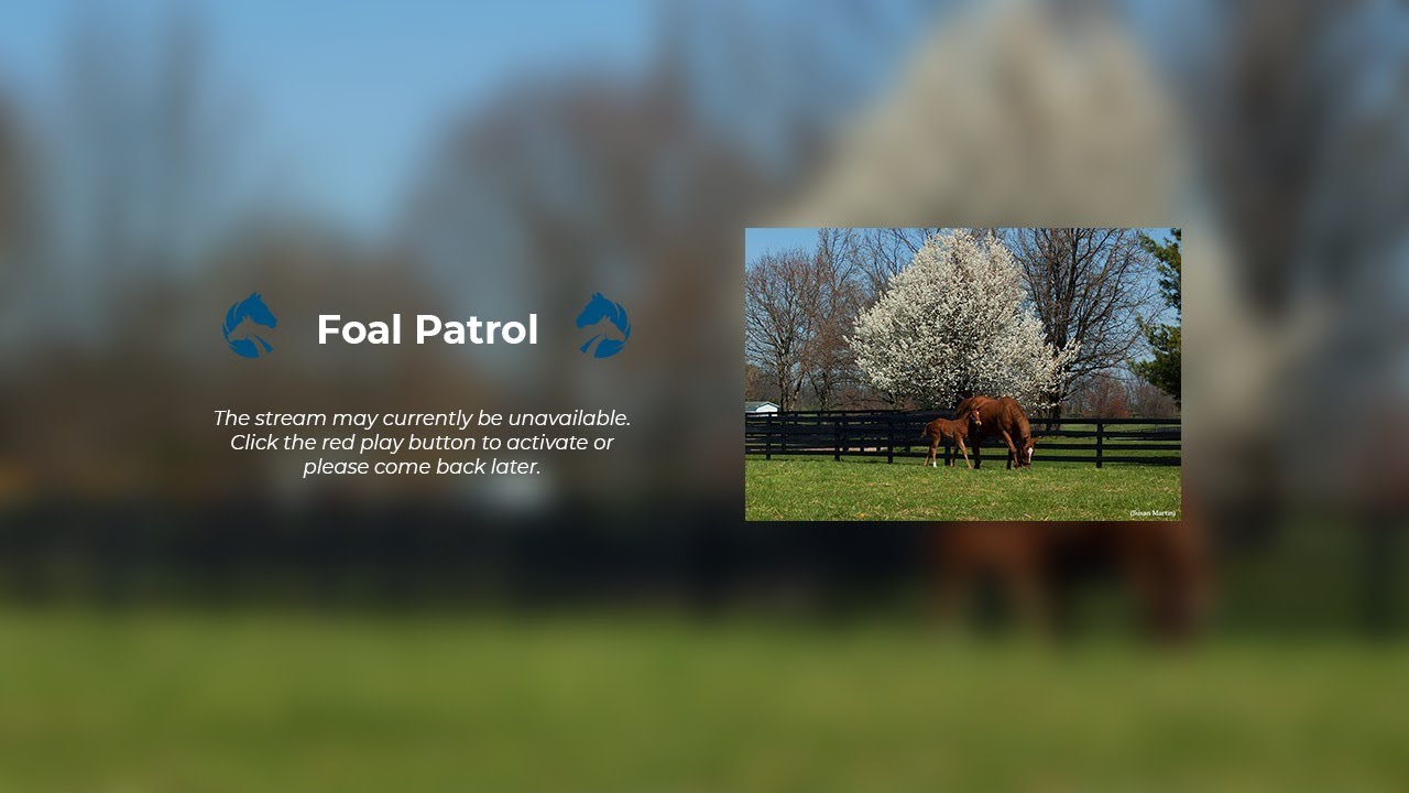 Tapit Stall at Gainesway Farm