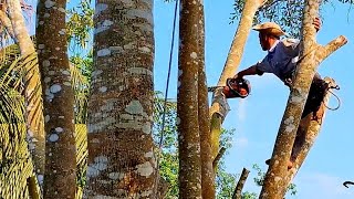 Cắt bụi Cà Na, Cưa cây Xà Cừ lớn ở lộ xe / Cutting Ca Na bushes, Sawing large Nacre trees | T611