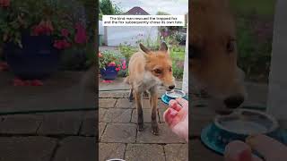 The kind man rescued the trapped fox and the fox subsequently chose its own fate   #animals #animall