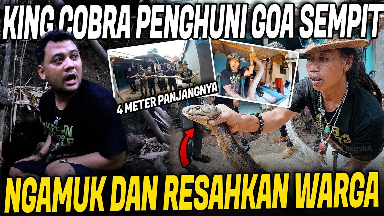 DETIK-DETIK PENANGKAPAN KING COBRA MONSTER PENGHUNI GOA SEMPIT !!