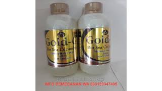 083159347405 ~ (BISA COD)l Jelly Gamat Gold G Sea Cucumber isi 500 ml