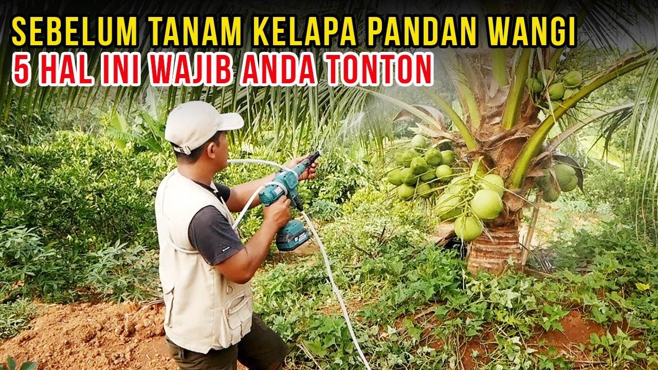 5 Tips Budidaya Kelapa Pandan Wangi