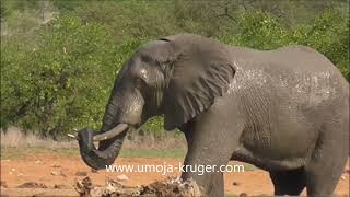 elephant mudbathing time - join us on  virtual ssfari in the Kruger park