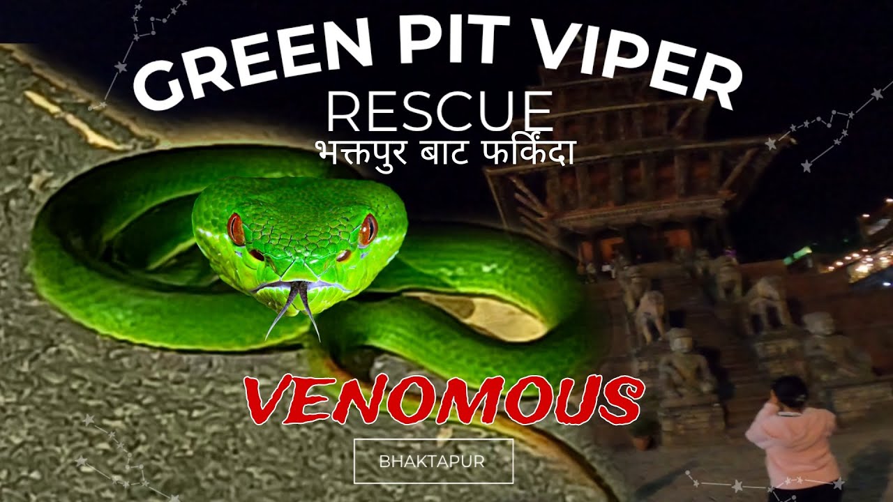 green pit viper rescue (bisalu sarpa aadho) bhaktapur / himalayan venom / daikovlog