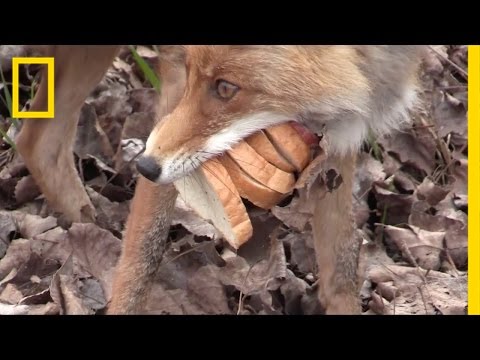 Chernobyl Fox Makes a Six-Layer Sandwich | National Geographic