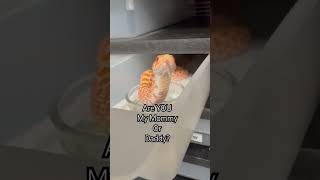 🥰 Baby #SNAKE Looking for His #Foreverhome 🐍 #hognose #hognosesnake #cuteanimals #orphan #albino