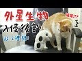 【黃阿瑪的後宮生活】外星生物入侵後宮！超沒禮貌！