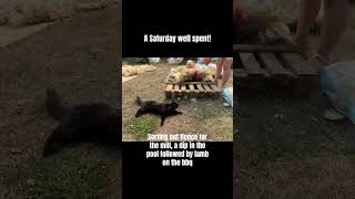 Sorting fleece, a quick swim and bbq lamb! #fibreart #sheepfarming