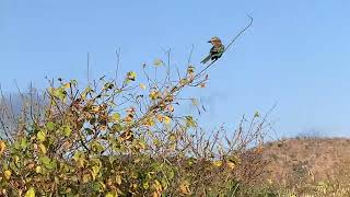 Tranquillity Of Mkomazi National Park Tanzania - Lilac Breasted Roller