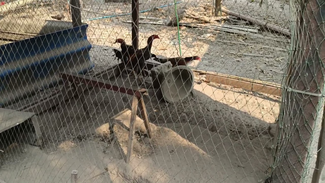 4/3/69 สายพันธุ์พัฒนาพร้อมแบ่งปันครับผม