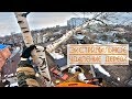 Спил березы. Удаление дерева без подвязки. Арбористика. Съемка на go pro от первого лица.