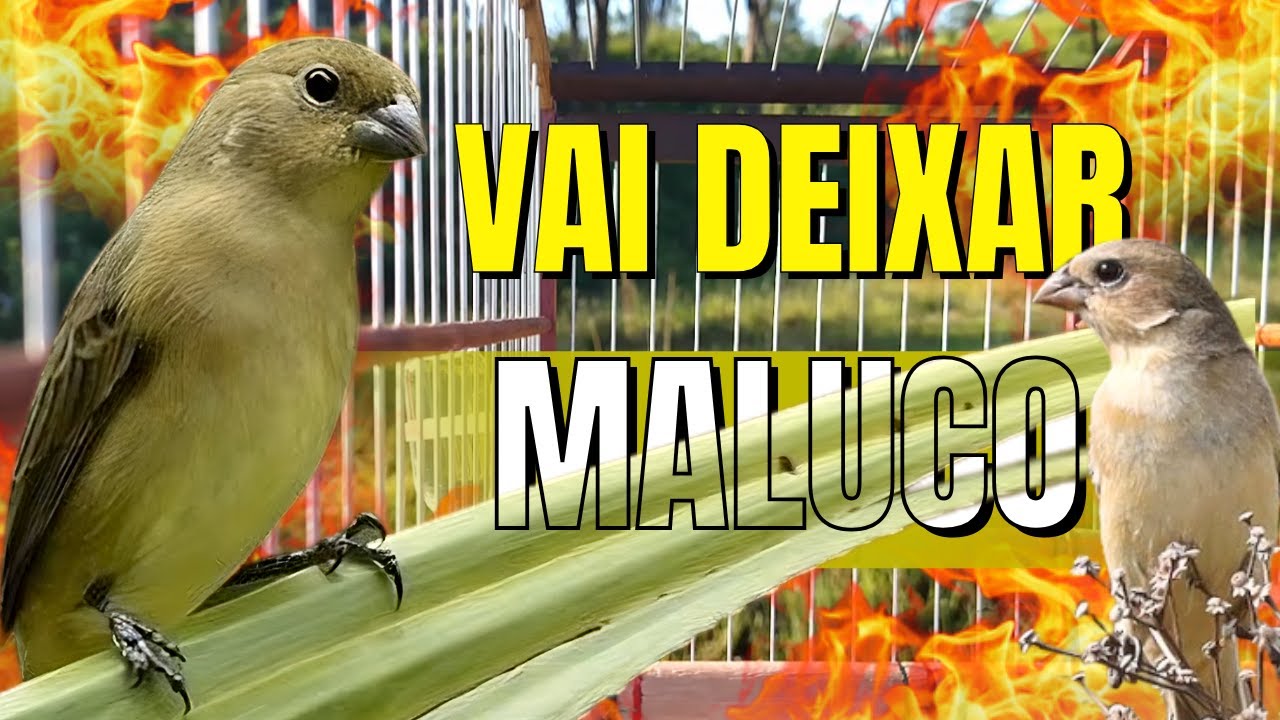 Melhor fêmea de papa capim chamando para foguear Papa capim Esquentar papa capim fêmea de papa capim