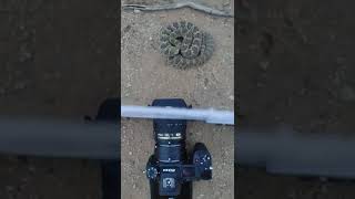 CLOSE UP with a Mojave RATTLESNAKE #SHORTS