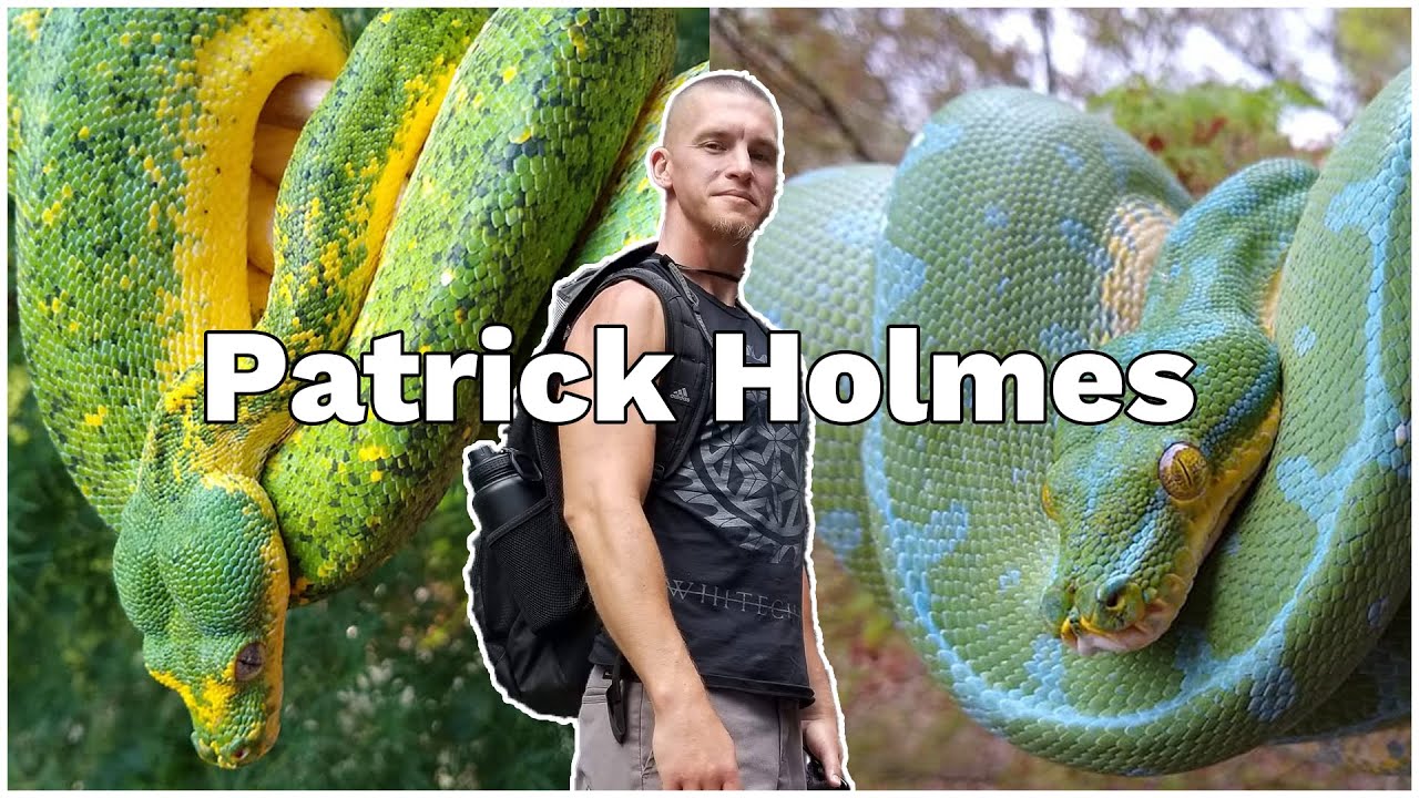 Patrick Holmes | Green Tree Pythons, Bush Vipers, & More! - YouTube