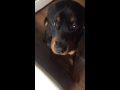 guilty rottweiler face the cutest thing ever