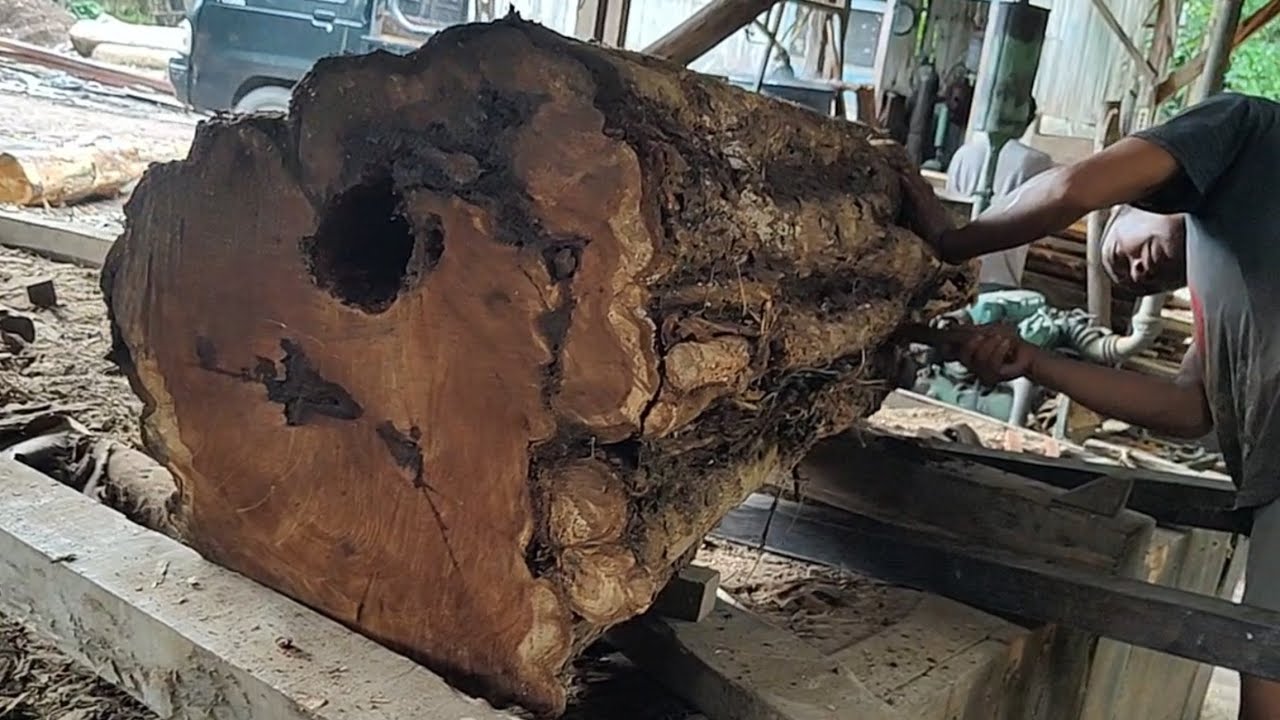 The process of sawing large teak tree trunks with the strangest shapes ...