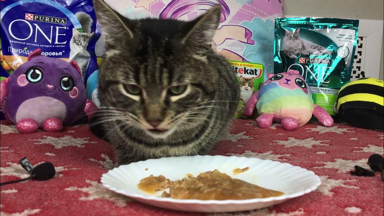 Cats eat wet food compilation CAT eating wet food CAT ASMR 🐱 118 YouTube