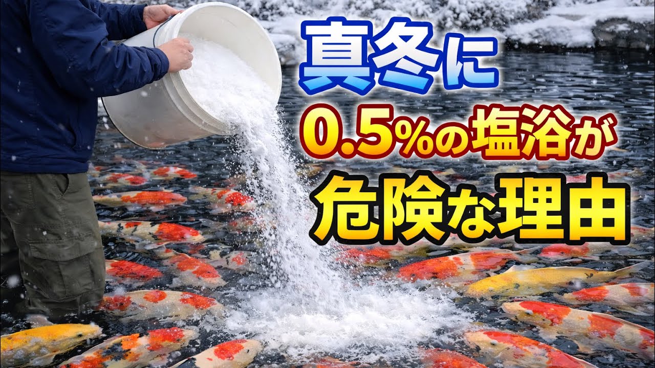 『注意』錦鯉 真冬の塩浴0.5％が危険な理由#koi #nishikigoi #錦鯉 #越冬 