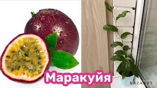 КАК ВЫРАСТИТЬ МАРАКУЙЮ В ДОМАШНИХ УСЛОВИЯХ!