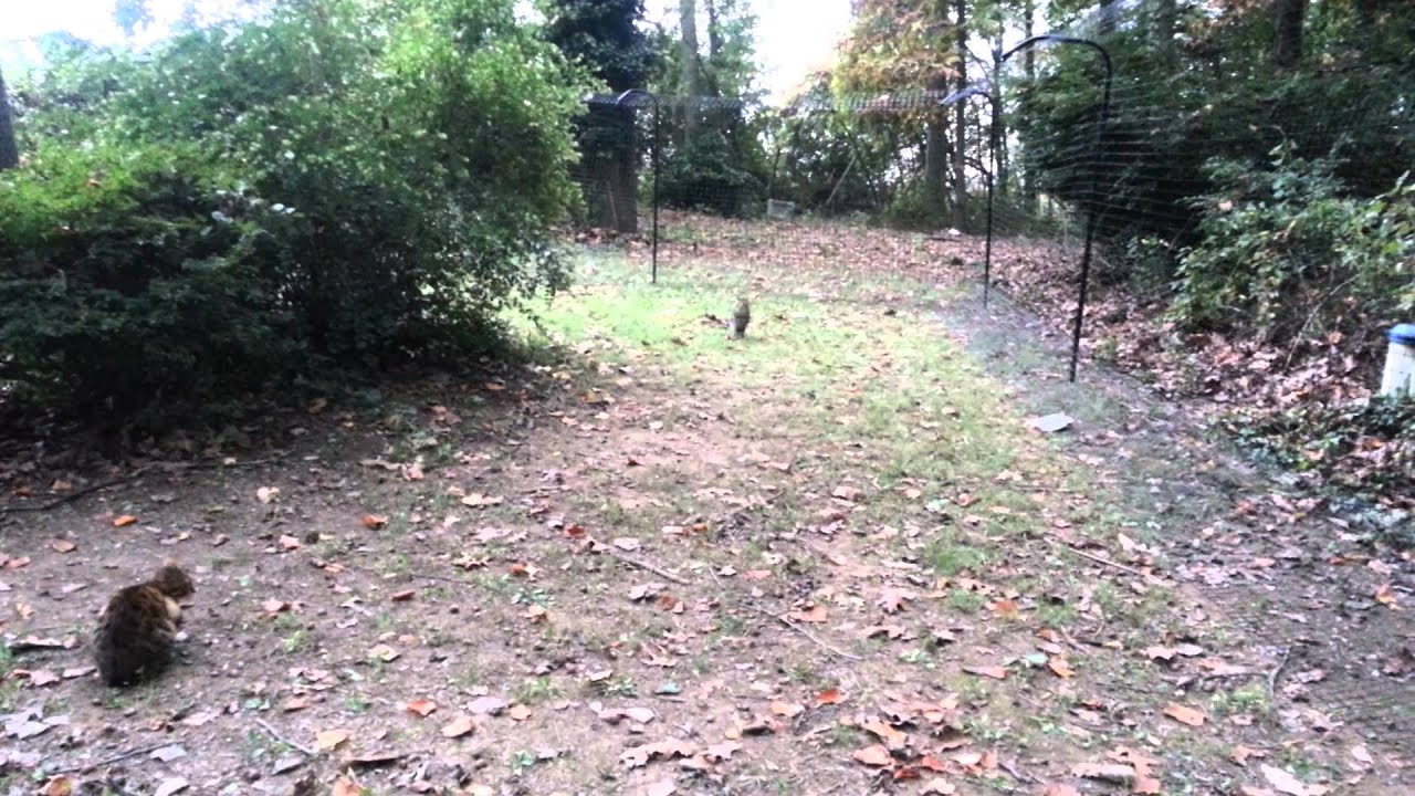 Cat Proof Fenced Yard YouTube cat-proof-fenced-yard-youtube