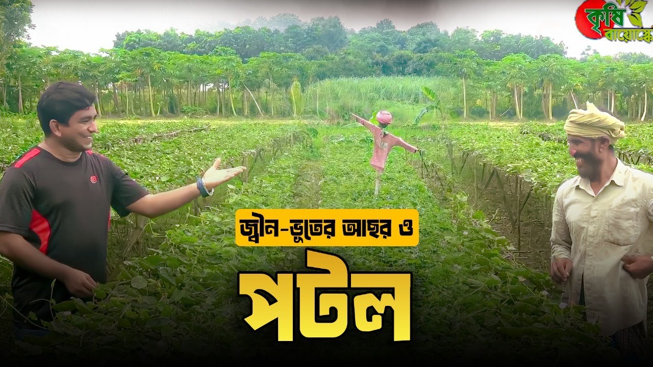 জ্বীন-ভূতের আছর ও পটল(pointed gourd)