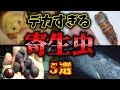 【閲覧注意】デカ過ぎんだろ…巨大すぎてヤバい凶悪な寄生虫 5選【ゆっくり解説】【サナダムシ】