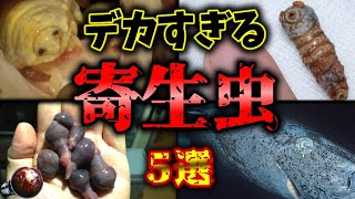 【閲覧注意】デカ過ぎんだろ…巨大すぎてヤバい凶悪な寄生虫 5選【ゆっくり解説】【サナダムシ】