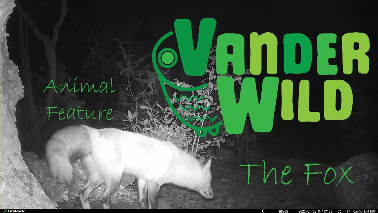 The VanderWild Fox and Other Mammals