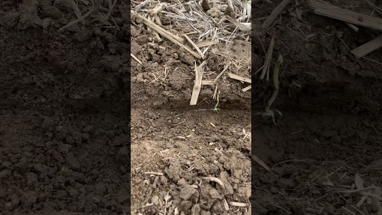 Furrow evaluation - YouTube