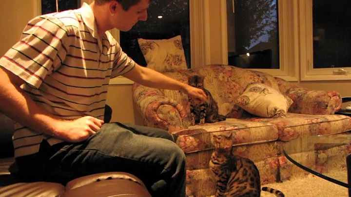 Watch the video about Bengal Cats Rocket & Rumble Chasing a Feather Linus Cat Tips