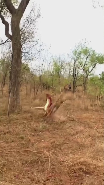 cheetah jump 😳 | #shorts #ytshorts #cheetah