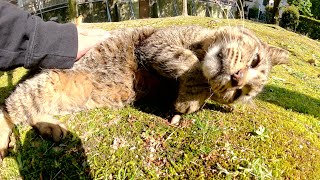 庭園でゴロゴロしていた猫軍団、キジトラ猫だけが心を開いてくれた
