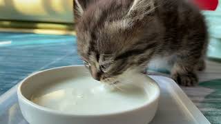 Baby Kow Drinking Milk Clip B 2022111