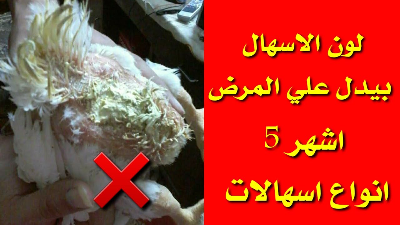 اعرف المرض وعلاجه من لون الاسهال في الفراخ عندك (كوكسيديا)(جمبورو) (نيوكسل)(سالمونيلا) بسهوله جدا