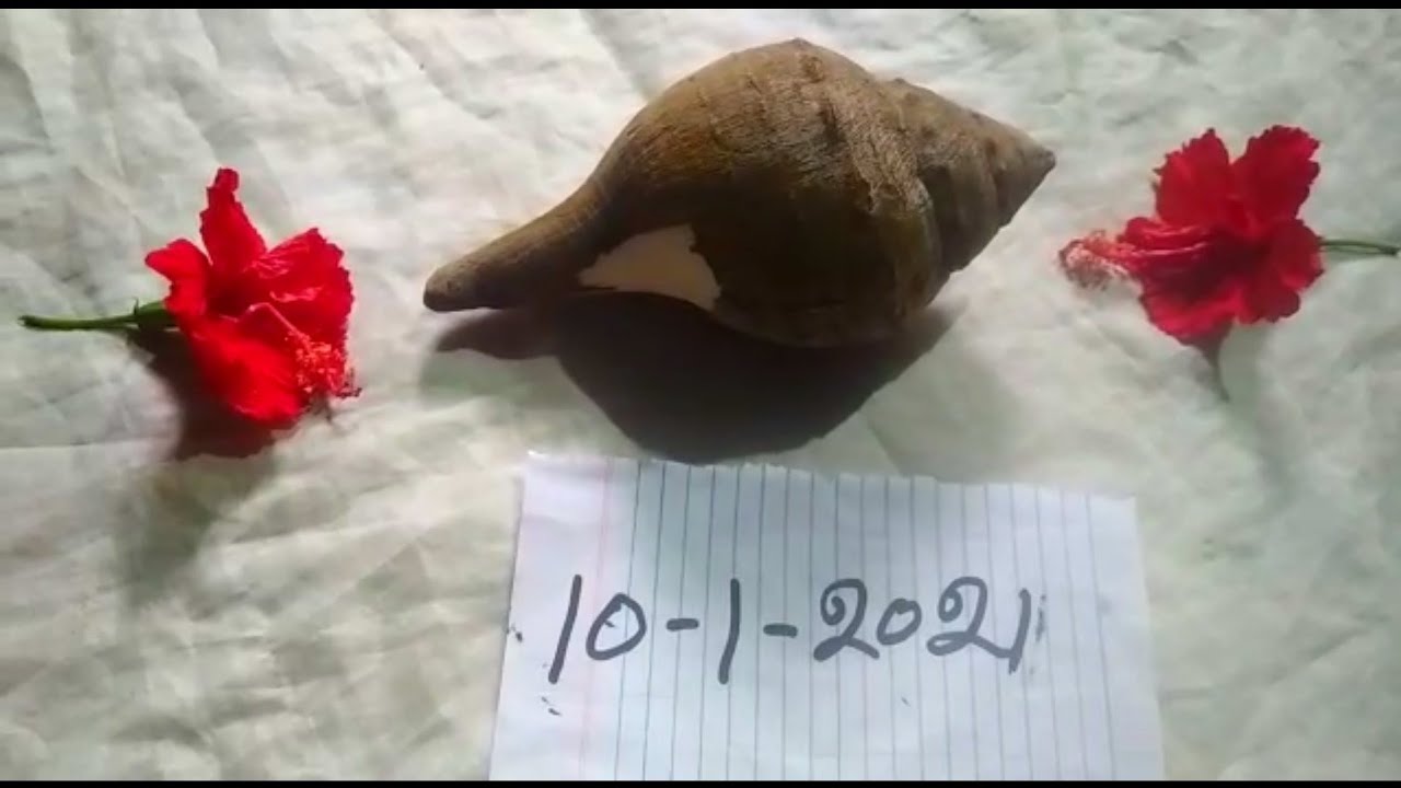      Is this the real Valampuri Conch part 01