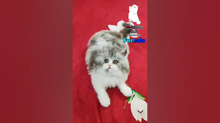 Video 10223781: persiancat persians, persiancat pets catlover, cat pets white persian, grey white persian cat