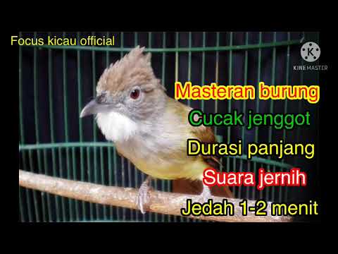 Masteran audio burung cucak jenggot berjeda 1-2 menit dan berdurasi panjang